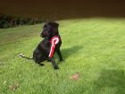 Harriet Stapelton after finishing puppy training